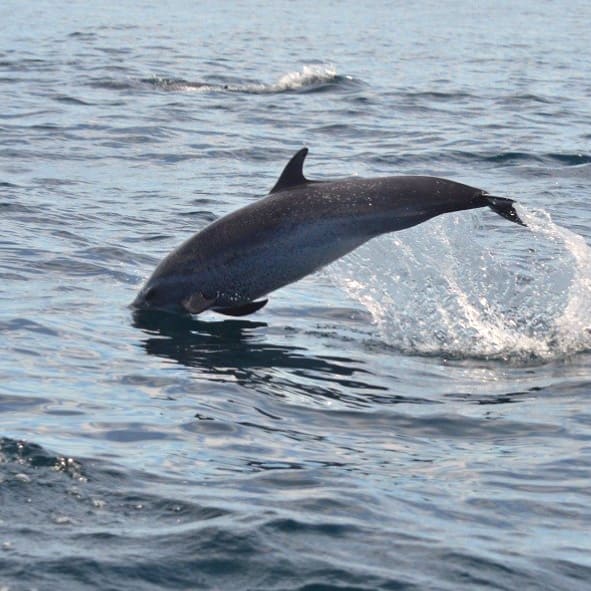 Nado con Delfines en Mazatlan